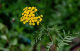 Tanacetum vulgare. Верхушка побега с соцветиями. Вологодская обл., Кирилловский р-н, побережье оз. Ильинское, луг. 12.07.2024.