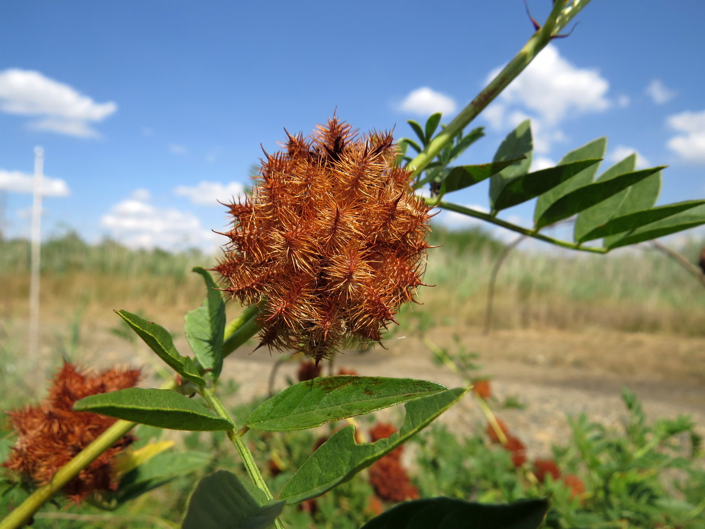 Image of Glycyrrhiza echinata specimen.