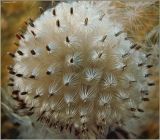 Cirsium vulgare. Соплодие с вывернутыми наружу семянками. Чувашия, окр. г. Шумерля, Кумашкинский заказник, Соколова поляна. 30 сентября 2007 г.