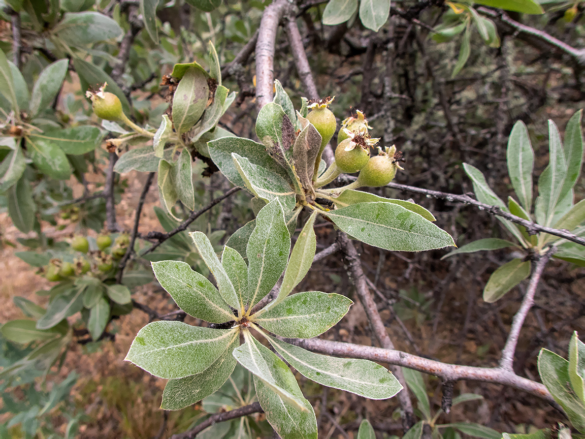 Image of Pyrus elaeagrifolia specimen.