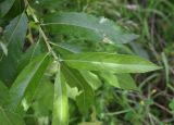 Salix cinerea