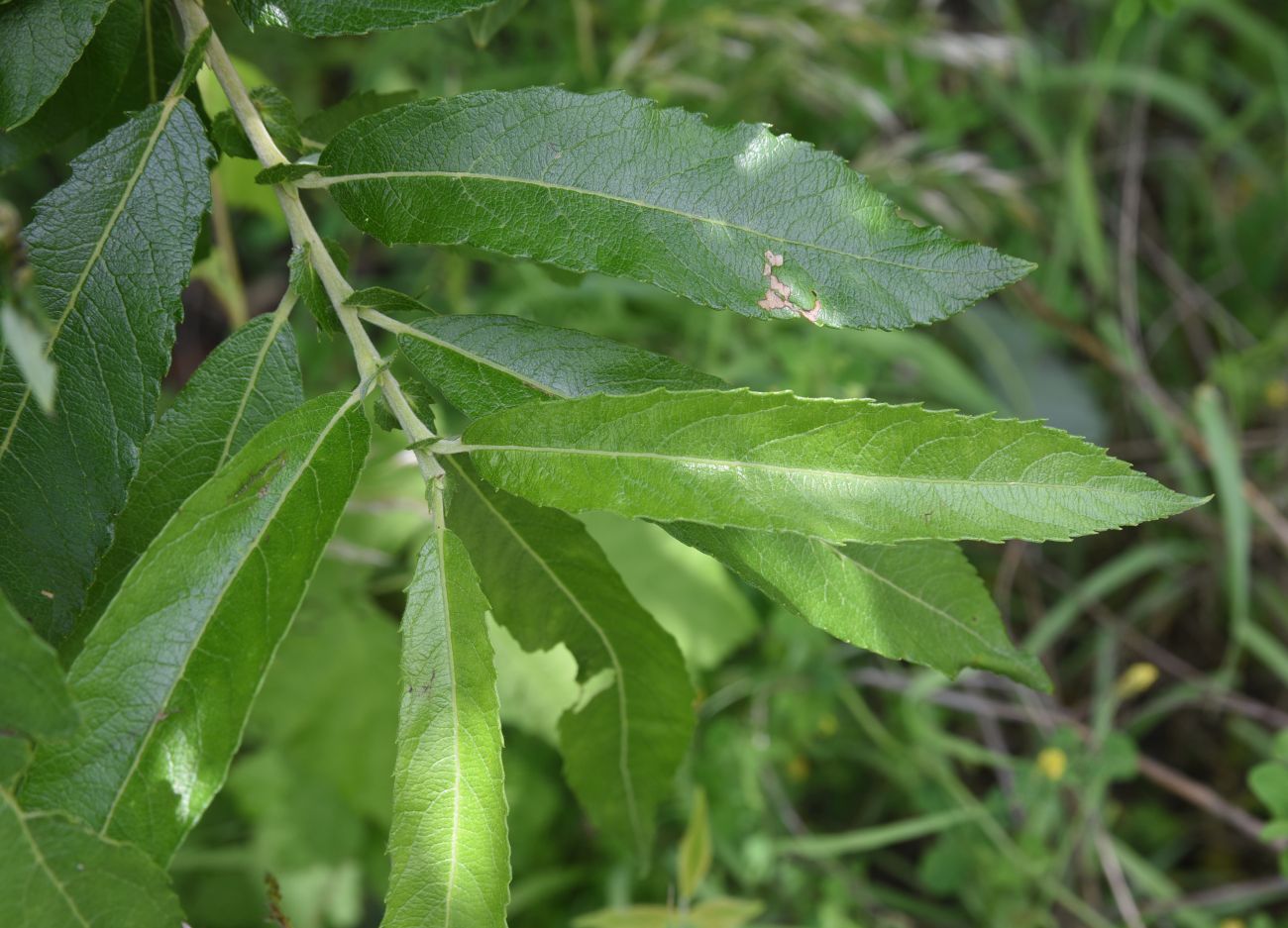 Image of Salix cinerea specimen.