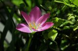 род Zephyranthes. Цветок. Вьетнам, пров. Даклак, г. Буонметхуот, парк на территории этнографического музея (Dak Lak Museum), в культуре. 04.08.2024.