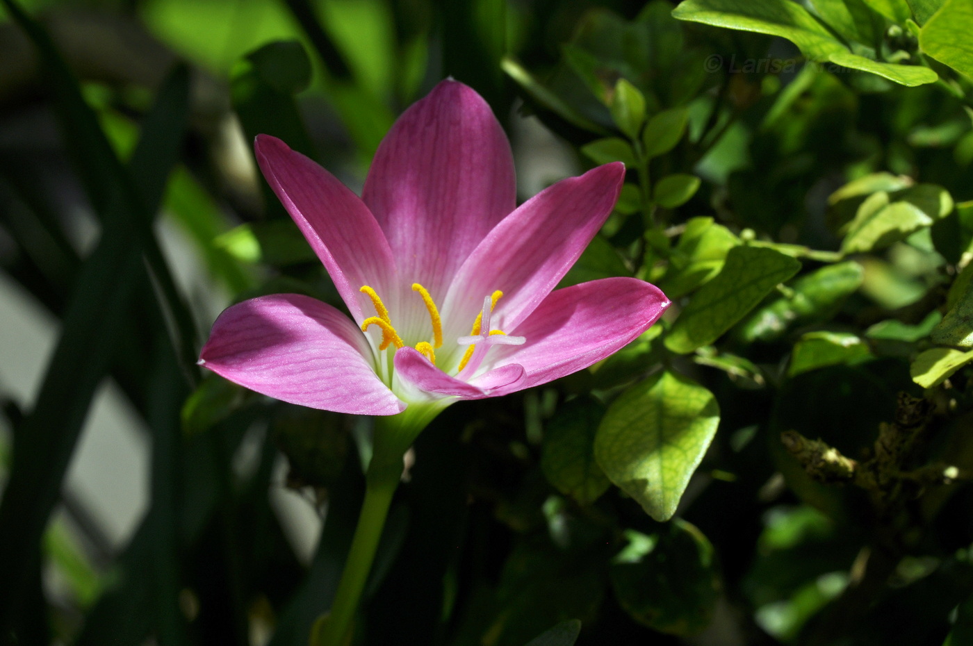 Image of genus Zephyranthes specimen.