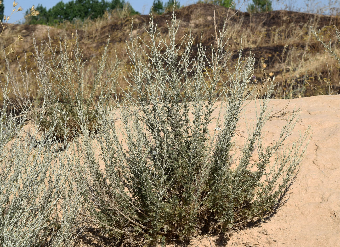 Image of Artemisia serotina specimen.