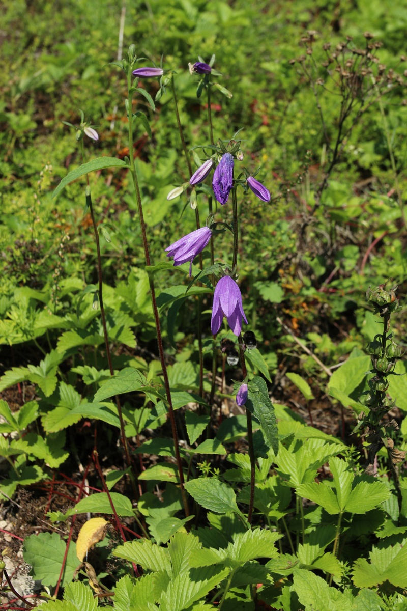 Image of Campanula rapunculoides specimen.