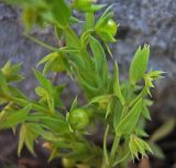 Asterolinon linum-stellatum