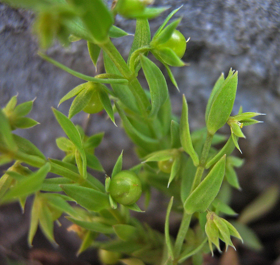 Image of Asterolinon linum-stellatum specimen.