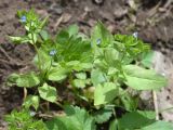 Veronica cardiocarpa
