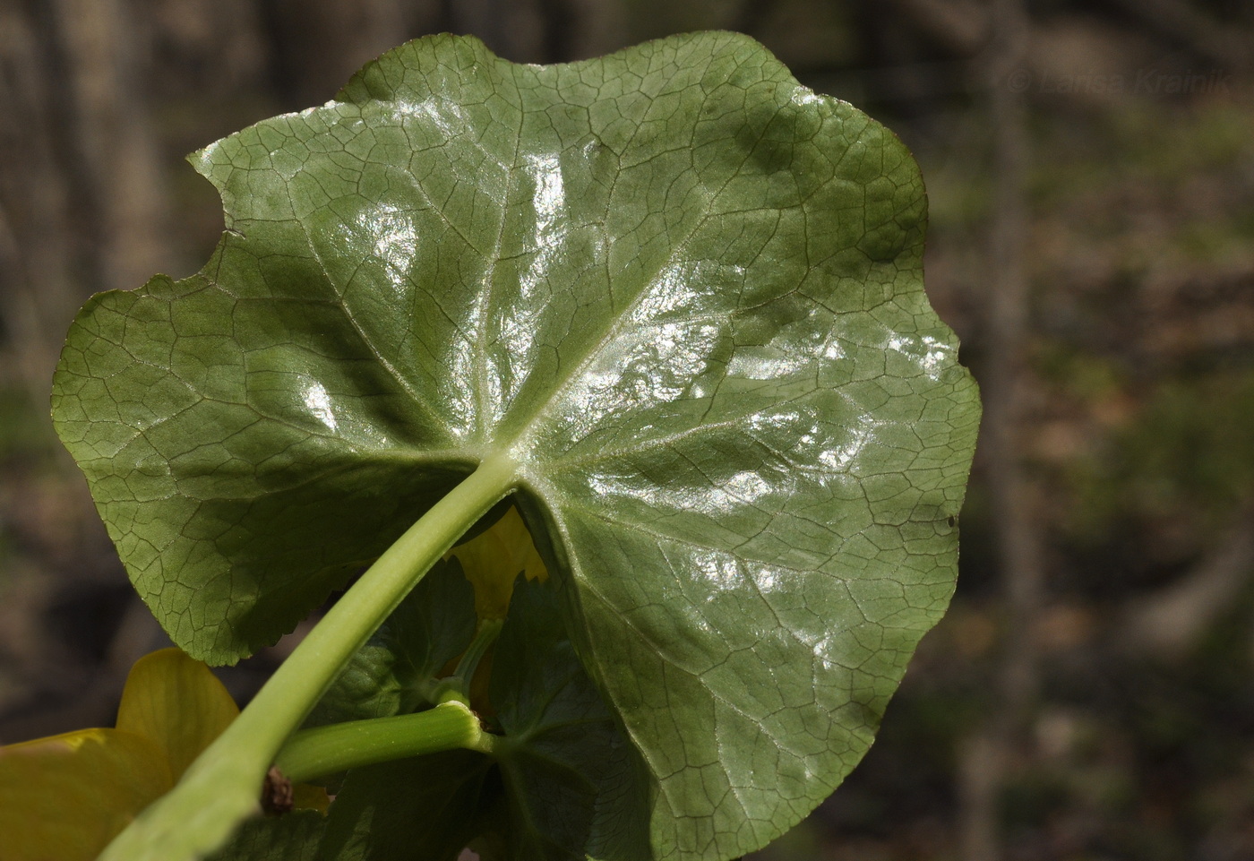 Image of Caltha silvestris specimen.