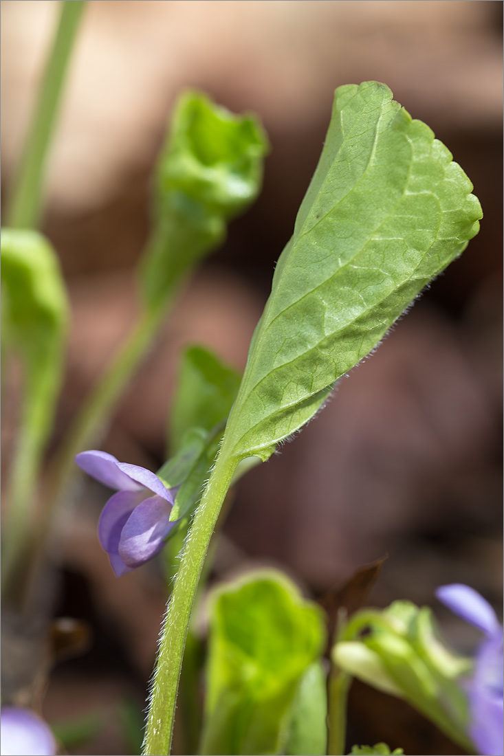 Image of Viola mirabilis specimen.