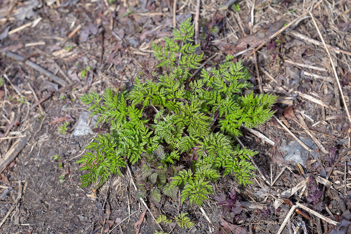 Image of Anthriscus sylvestris specimen.