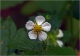 Fragaria vesca. Цветок с питающейся тлёй. Московская обл., Раменский р-н, окр. дер. Хрипань, просека в смешанном лесу. 30.05.2025.
