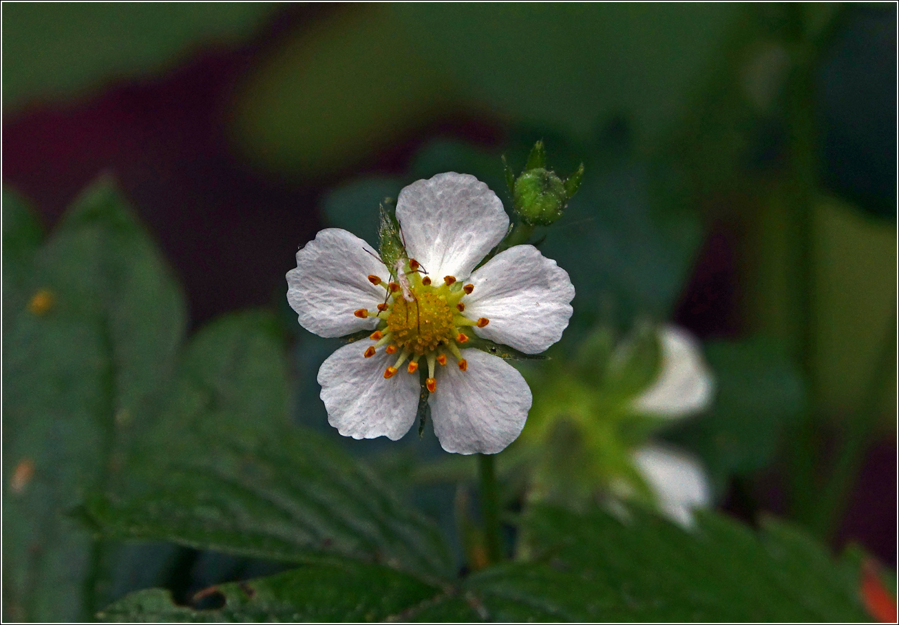 Image of Fragaria vesca specimen.