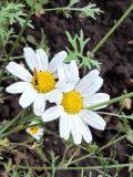 Pyrethrum cinerariifolium
