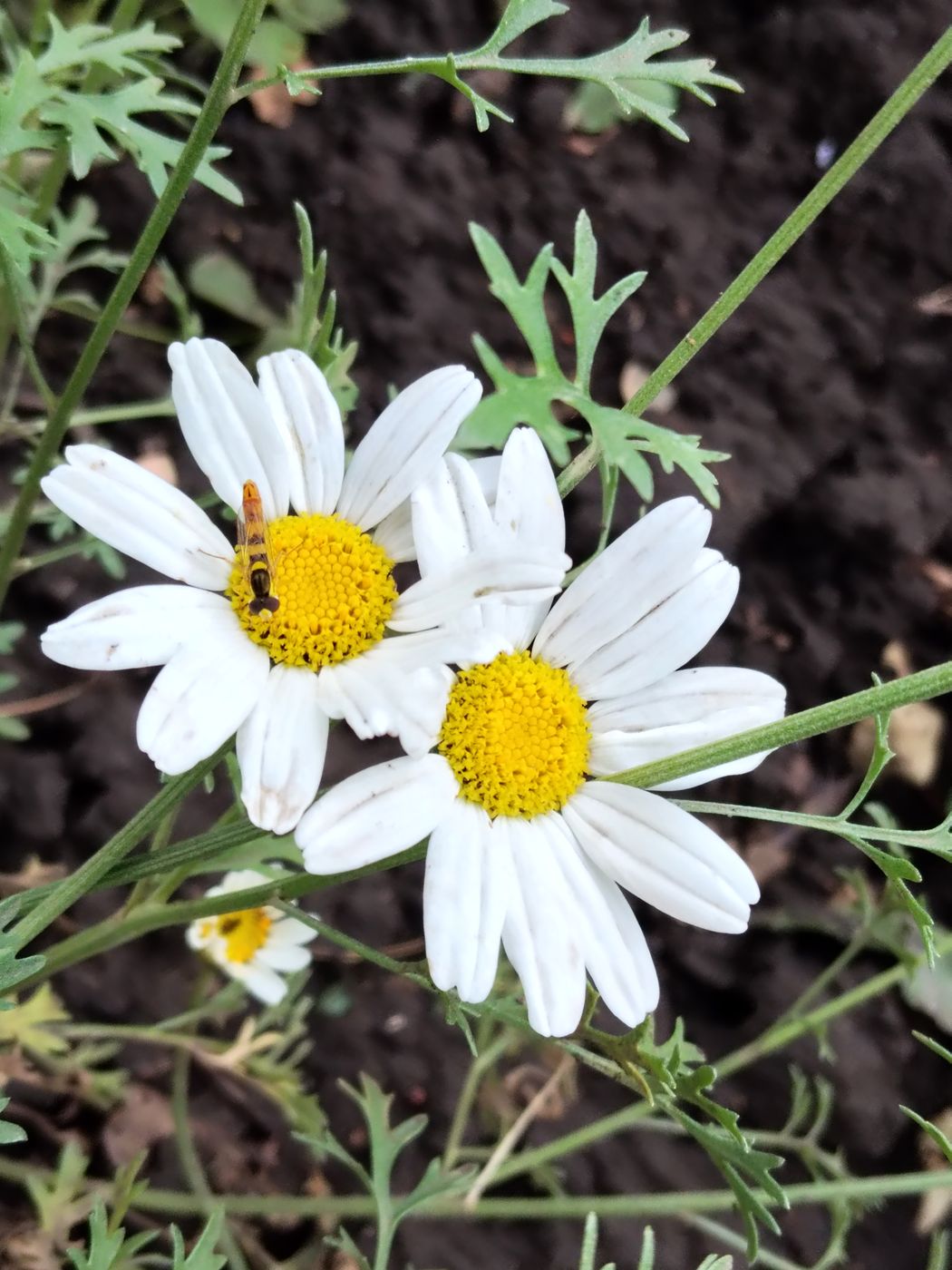 Image of Pyrethrum cinerariifolium specimen.