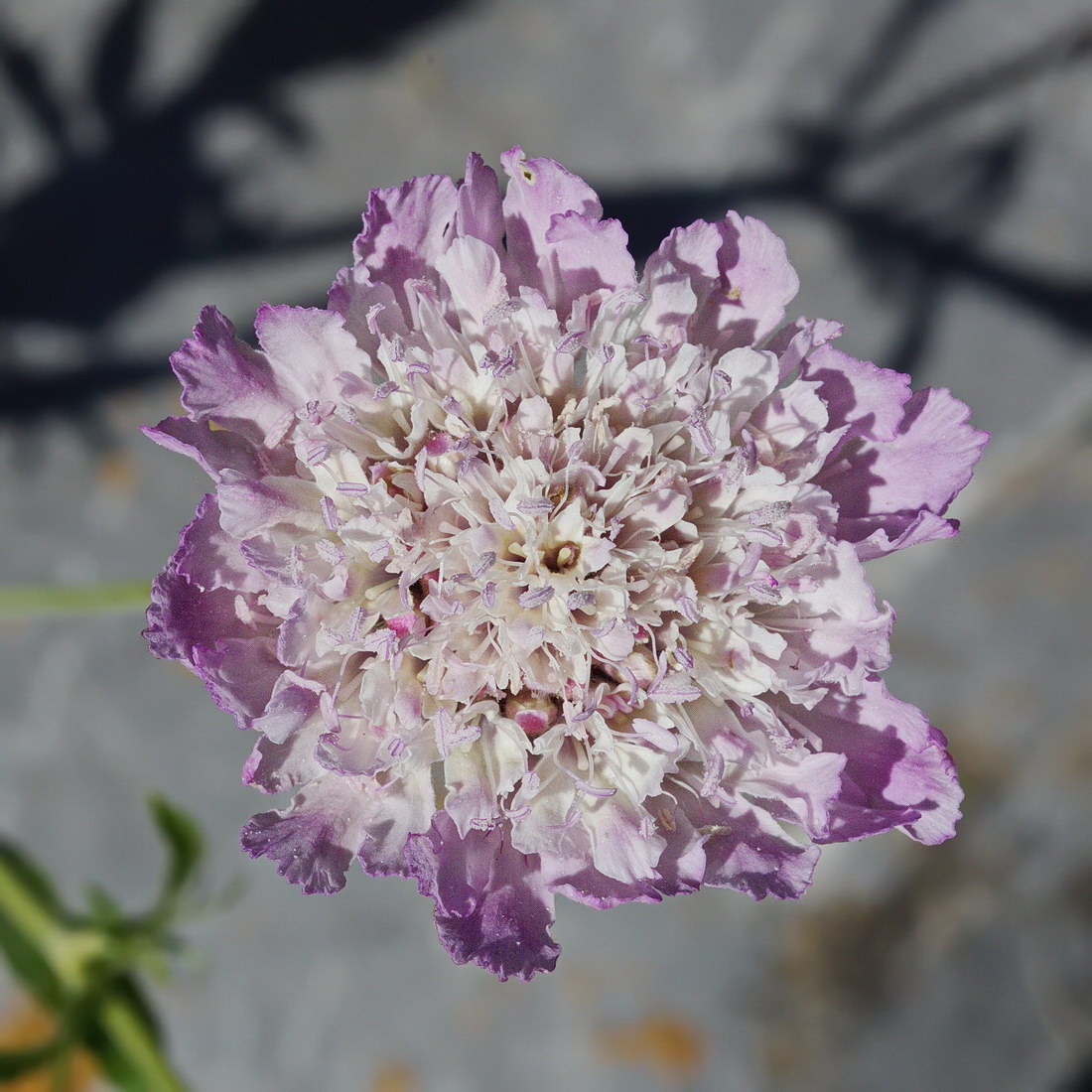 Image of Lomelosia songarica specimen.