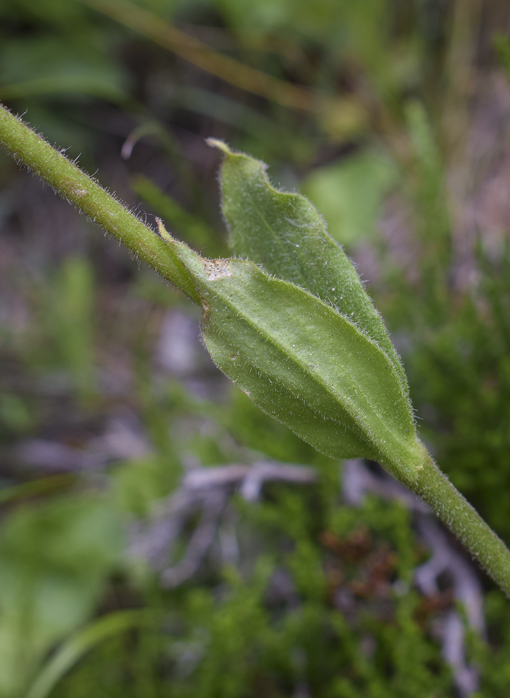 Image of Arnica montana specimen.