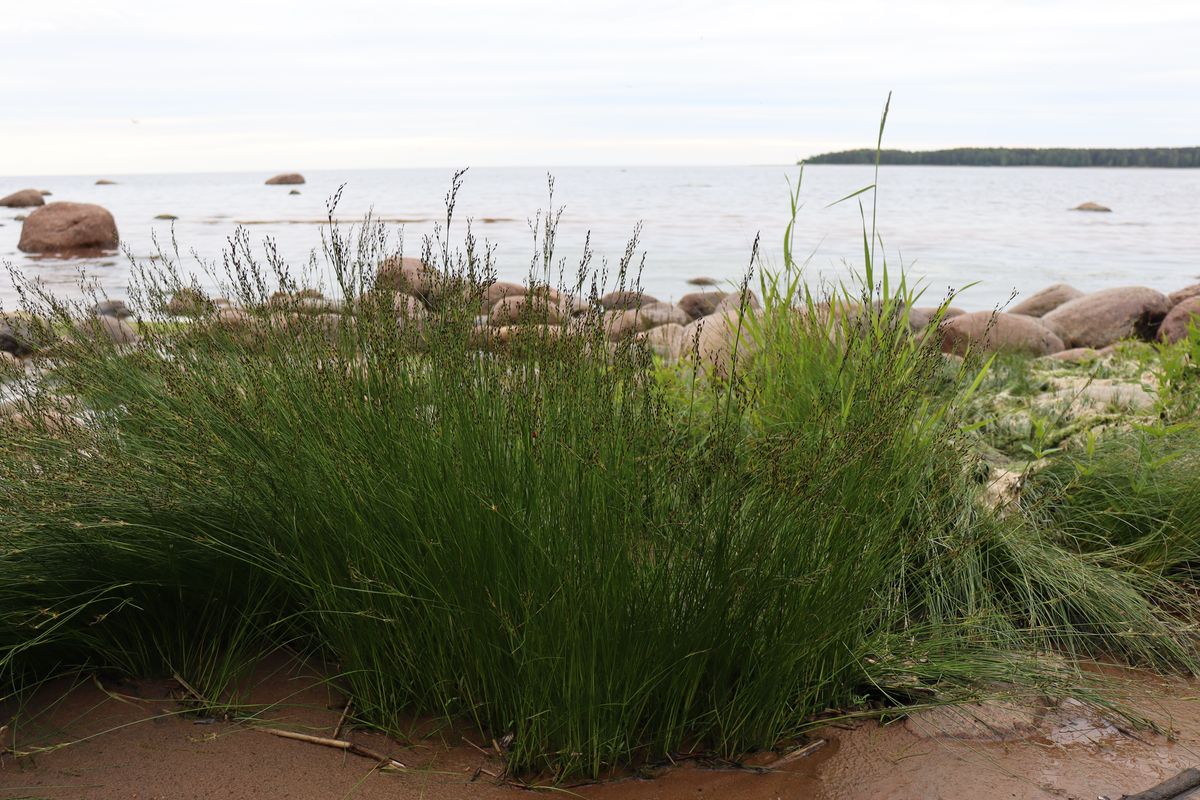 Image of Juncus gerardi specimen.