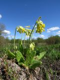 Primula veris. Цветущее растение. Ленинградская обл., Гатчинский р-н, окр. пос. Пудость, берег р. Ижора, луг. 21.05.2025.