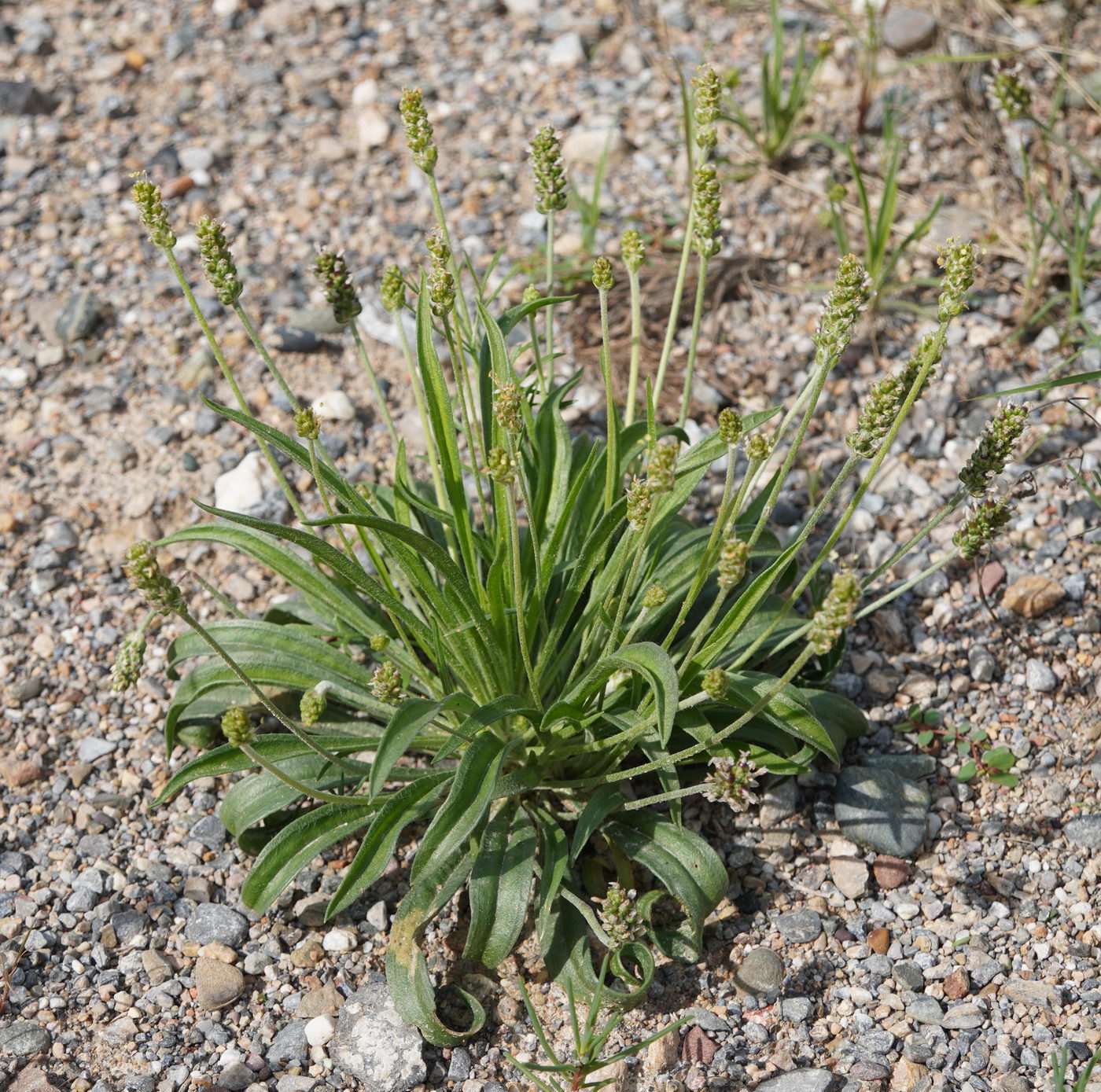 Изображение особи Plantago maritima.