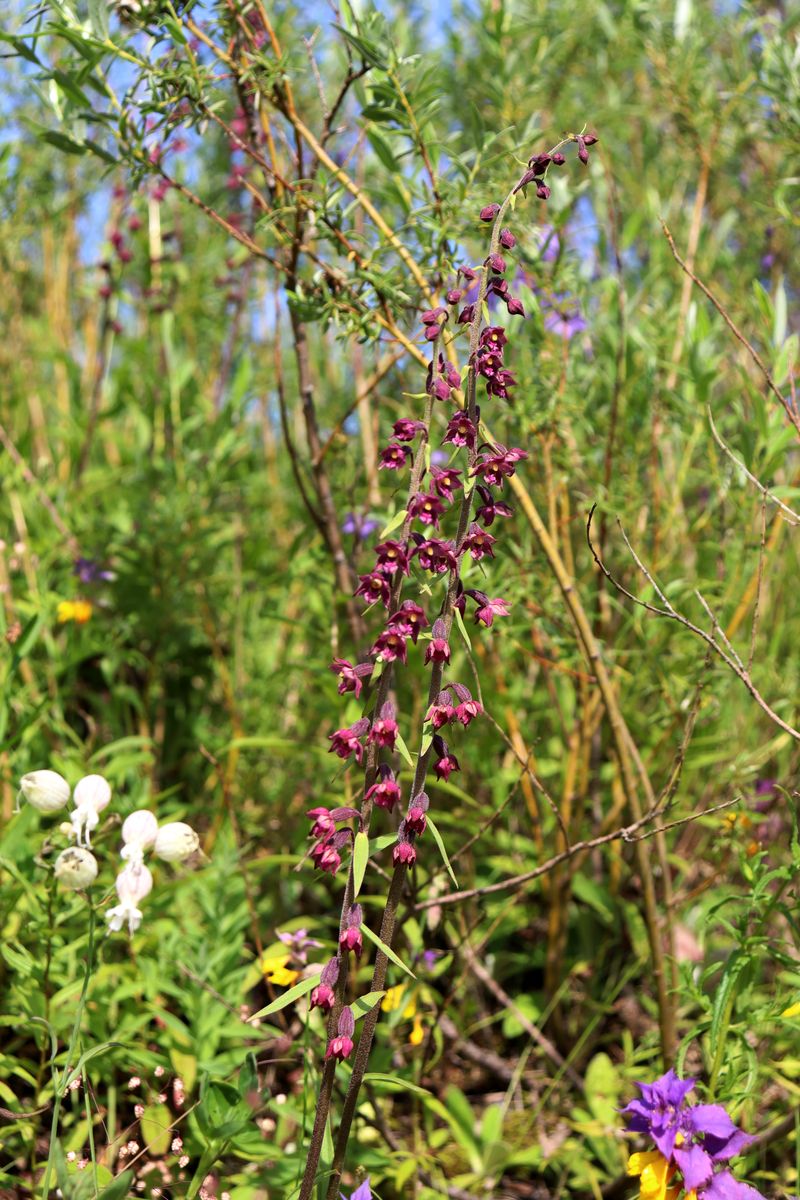 Image of Epipactis atrorubens specimen.