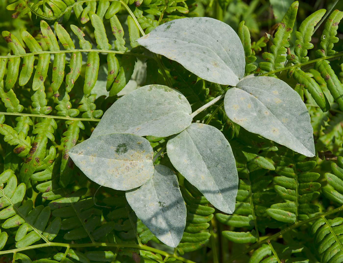 Image of Lathyrus pisiformis specimen.