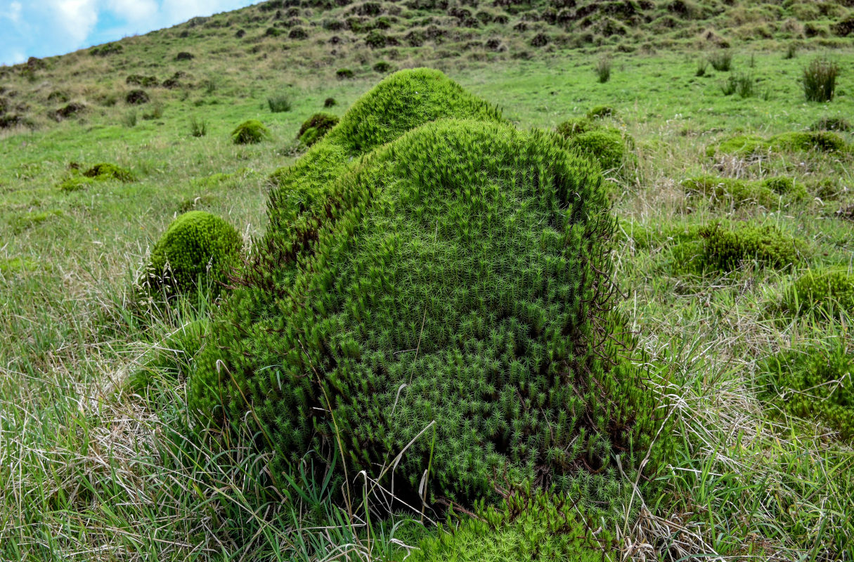 Изображение особи род Polytrichum.
