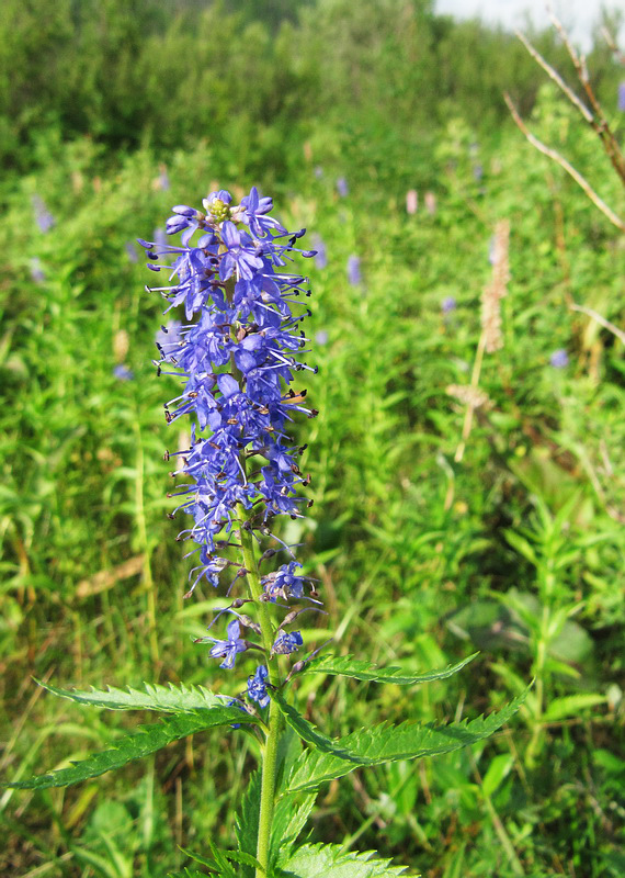 Image of Veronica longifolia specimen.