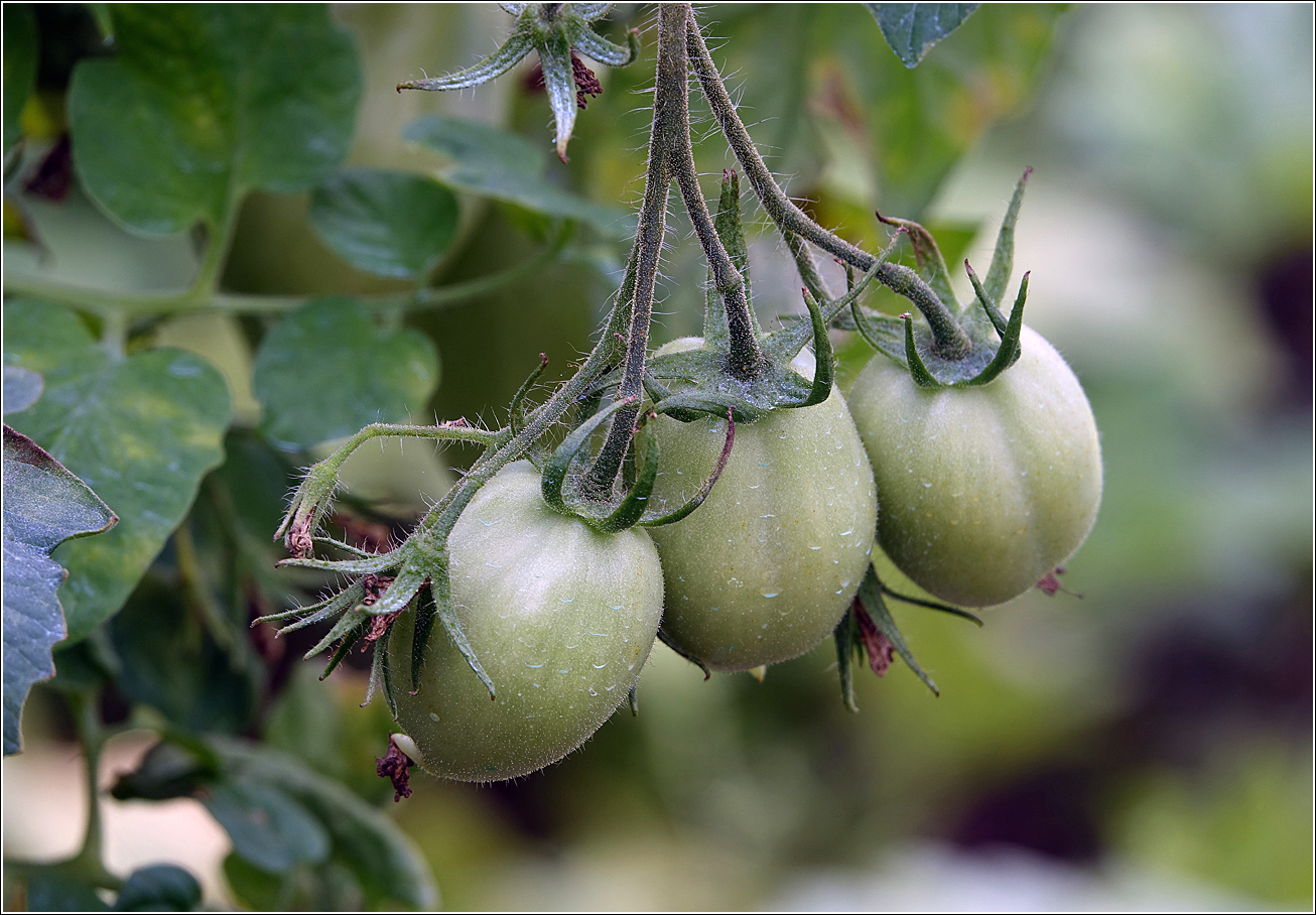 Изображение особи Lycopersicon esculentum.