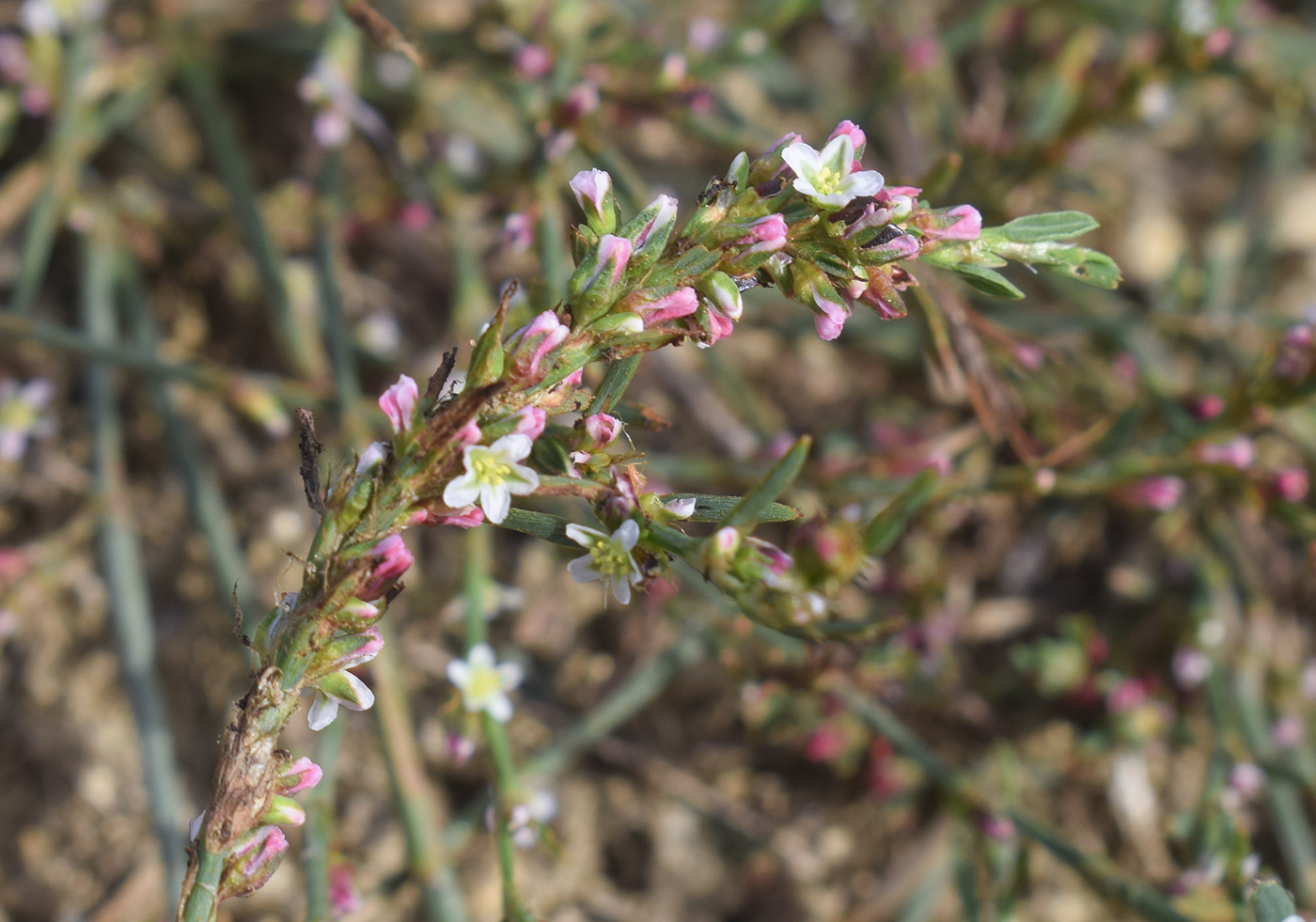 Image of Polygonum equisetiforme specimen.