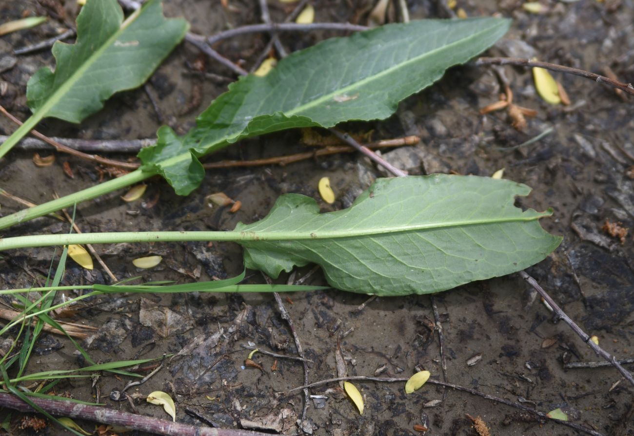 Изображение особи род Rumex.