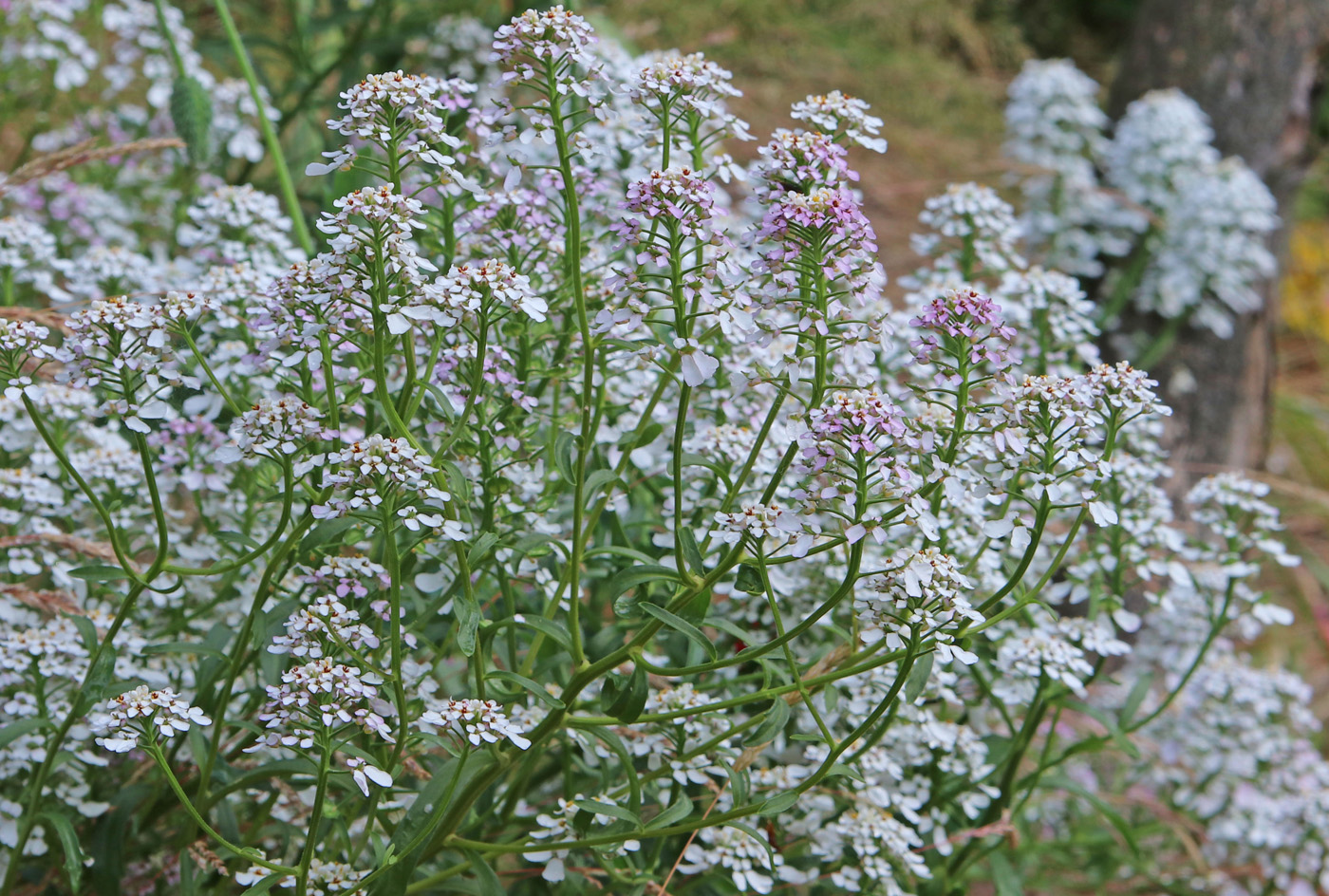 Image of Iberis umbellata specimen.