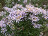 Aster amellus