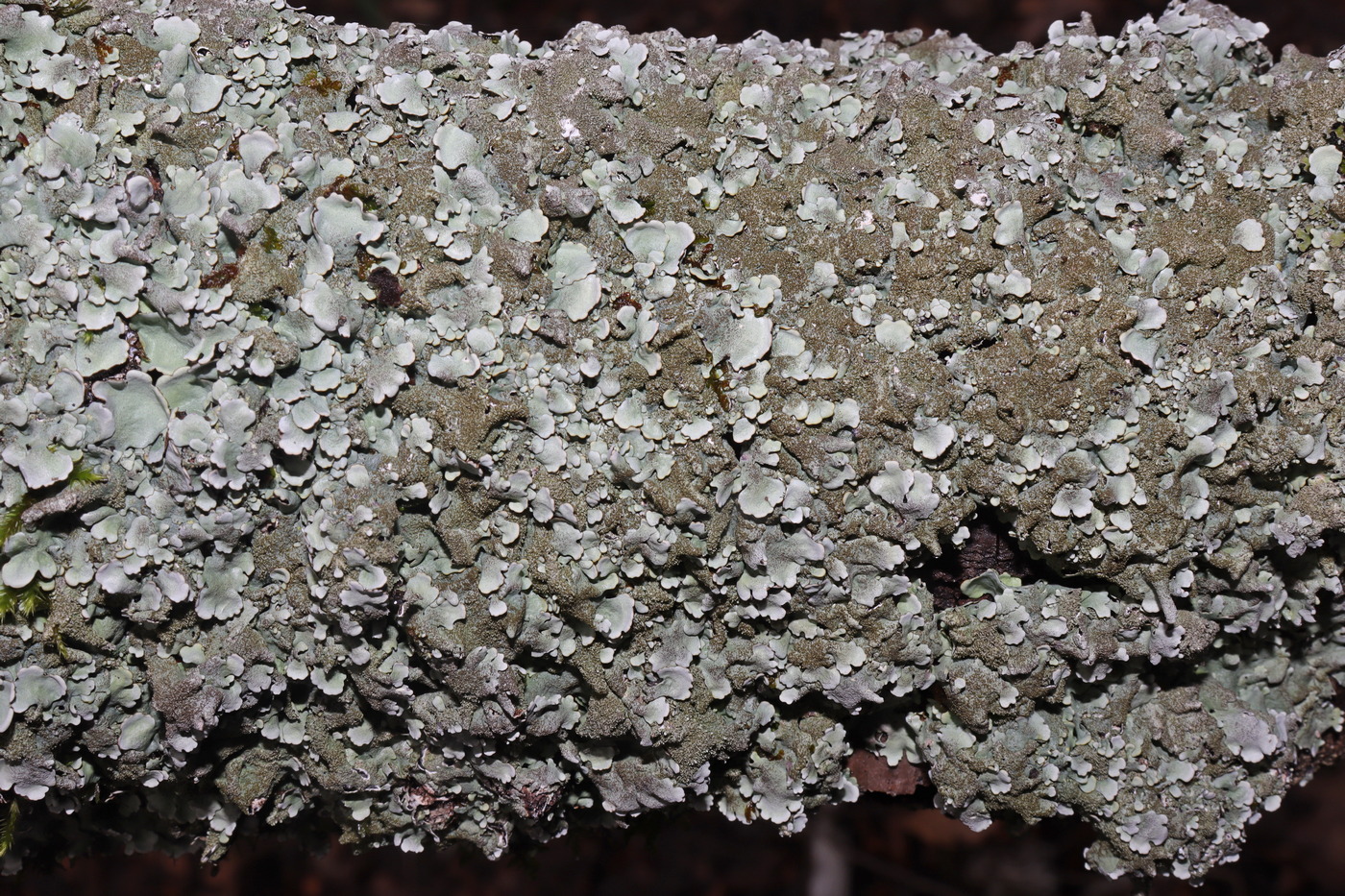 Изображение особи Parmelia saxatilis.