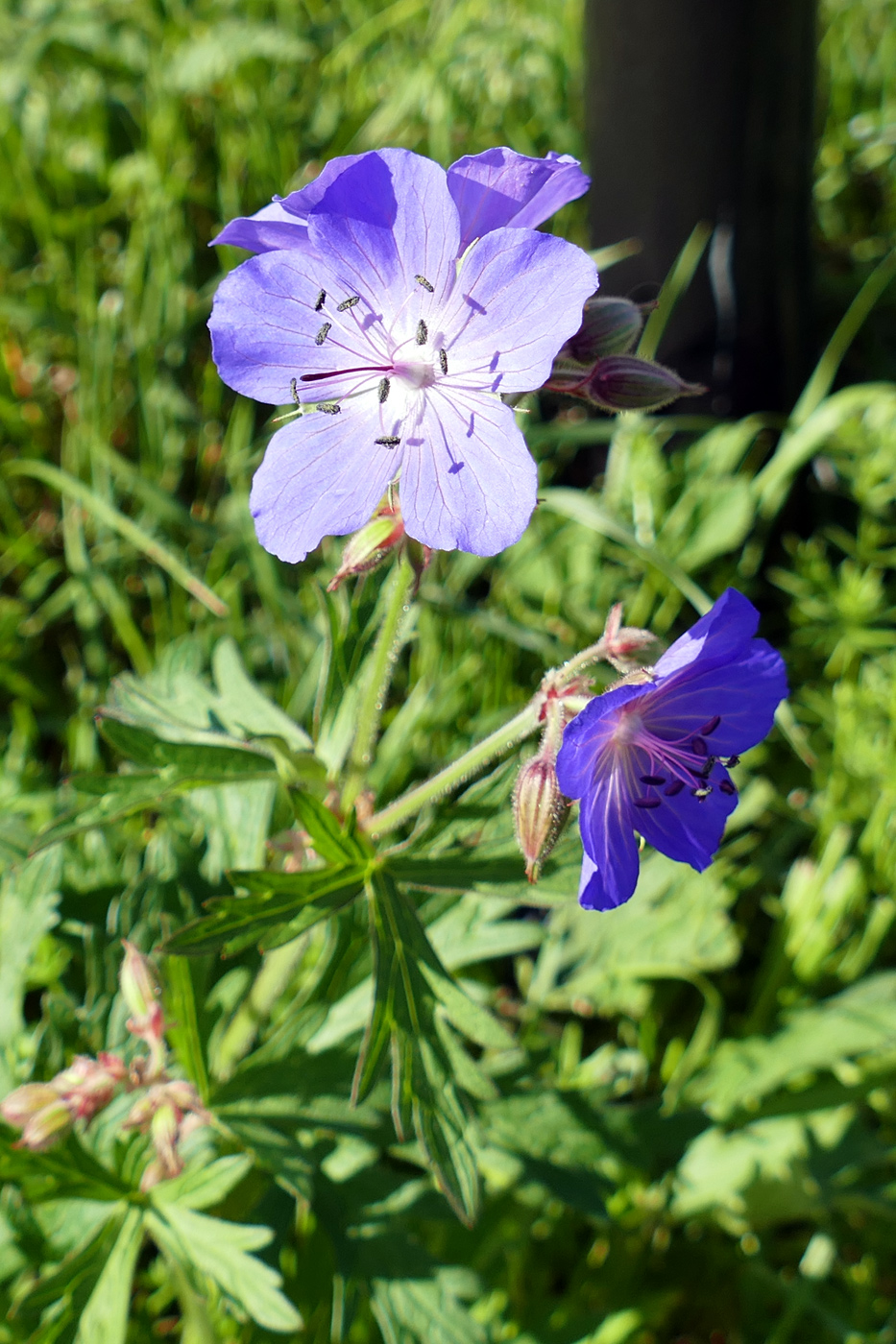 Изображение особи Geranium pratense.