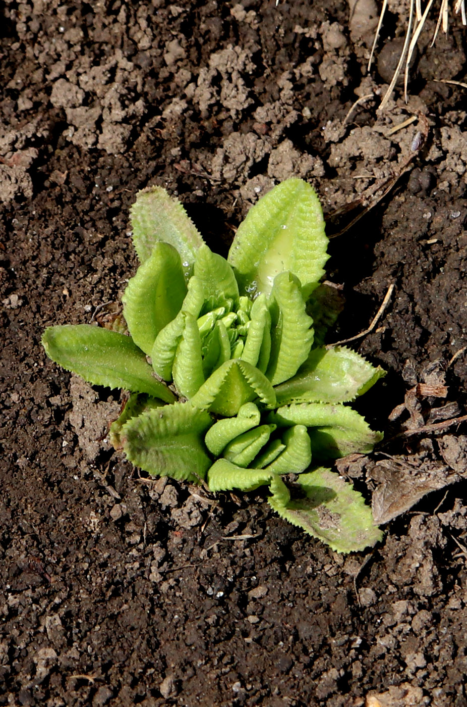 Image of Primula denticulata specimen.