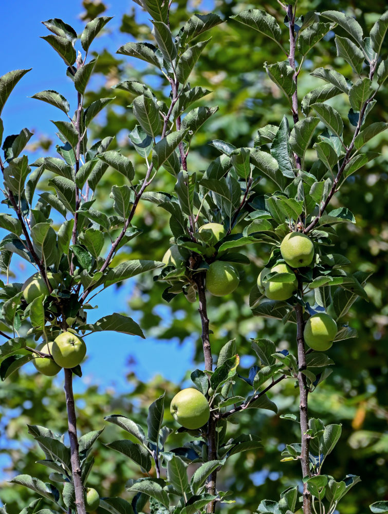 Изображение особи Malus domestica.