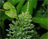 Equisetum arvense. Верхушка гуттирующей веточки. Московская обл., Раменский р-н, окр. дер. Хрипань, садовый участок. 25.05.2015.