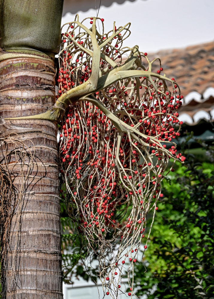 Изображение особи Archontophoenix alexandrae.