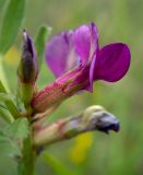 Vicia angustifolia. Цветок. Крым, окр. г. Судак, западный склон горы Ай-Георгий, луг. 25.04.2025.