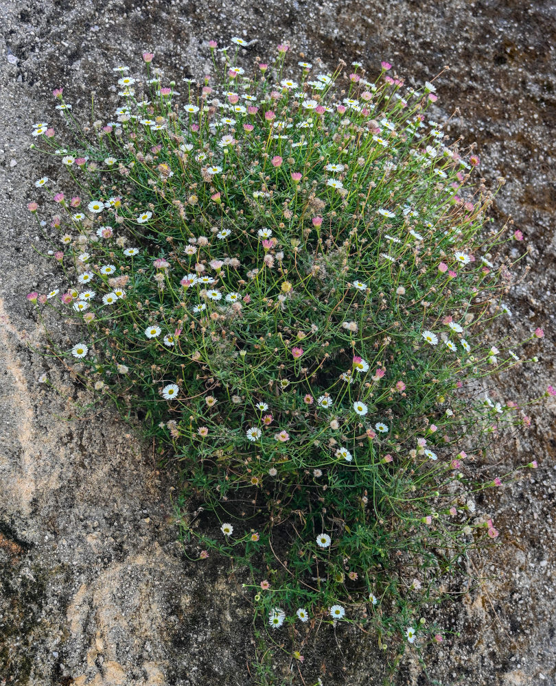 Изображение особи Erigeron karvinskianus.