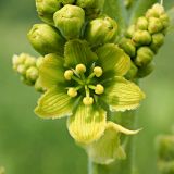 Veratrum lobelianum. Цветок и бутоны. Ульяновская обл., Мелекесский р-н между сёлами Сабакаево и Лебяжье, дол. р. Б. Черемшан, местами поросший ивняком сыроватый луг. 09.06.2024.