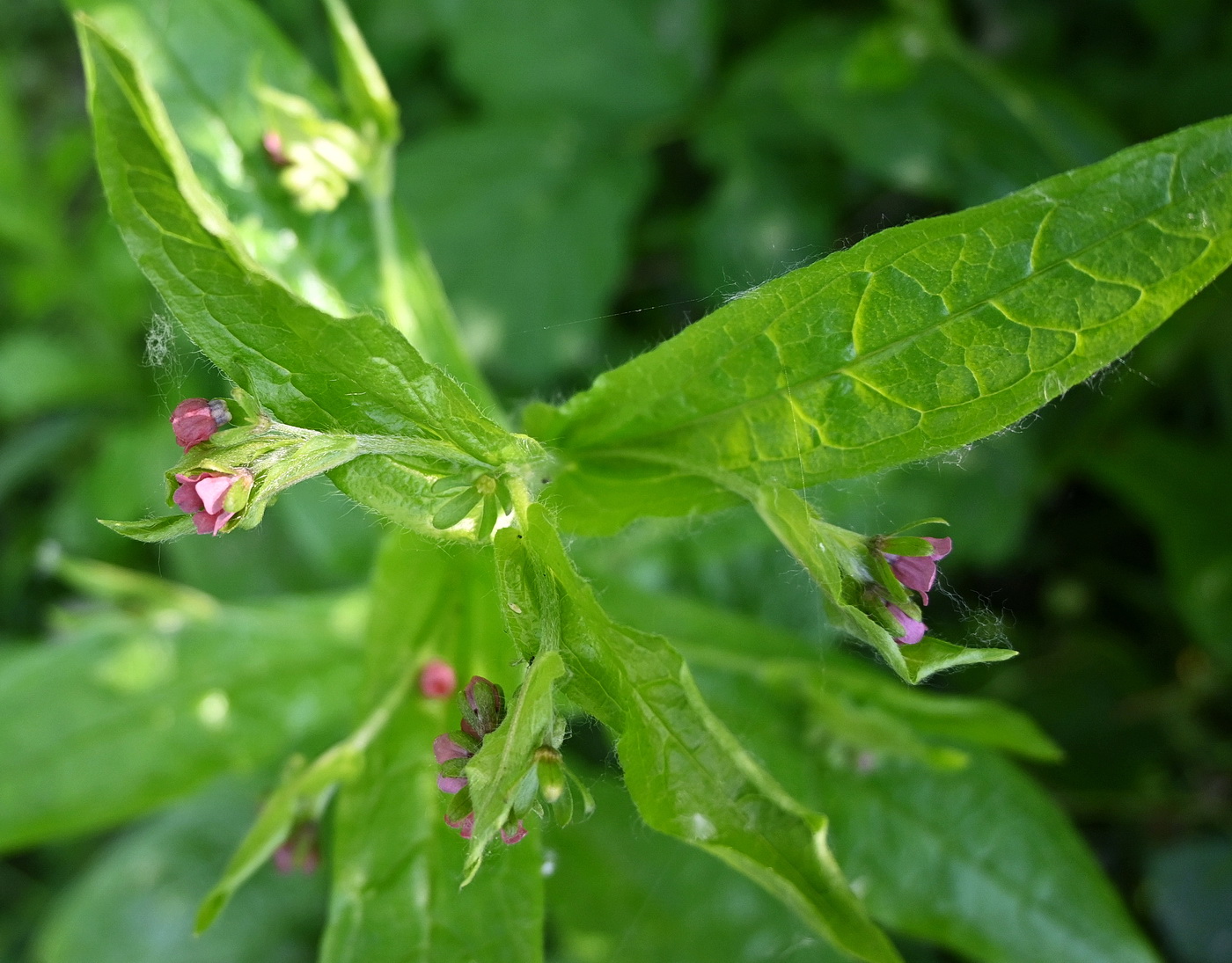 Image of Cynoglossum officinale specimen.
