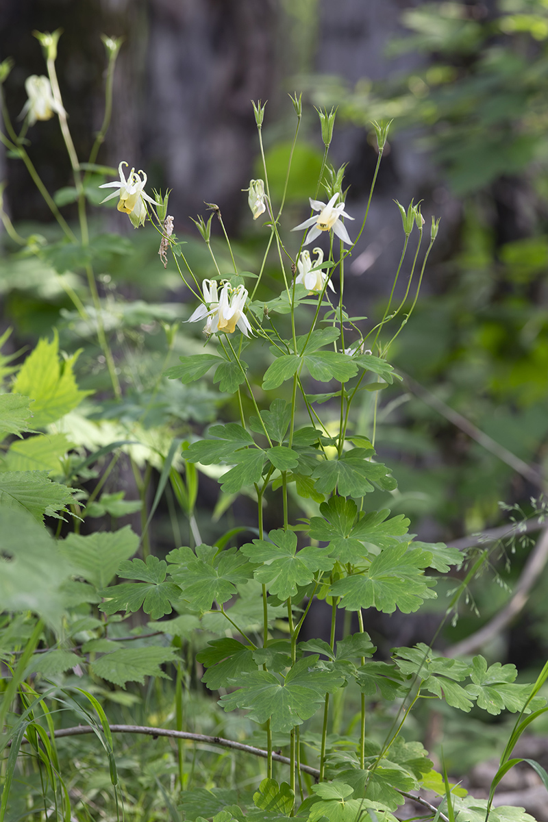 Image of Aquilegia oxysepala specimen.