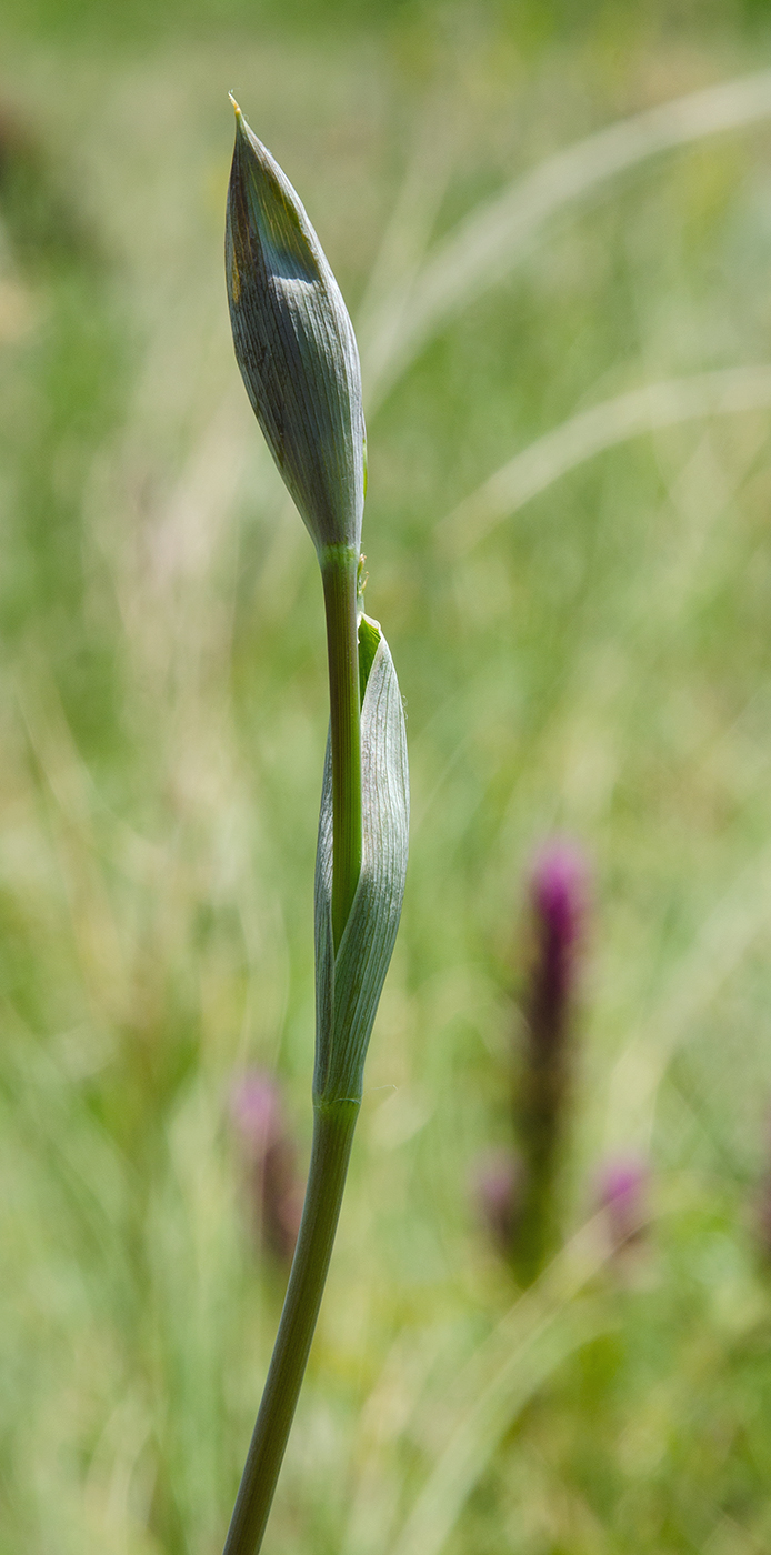 Image of Ferula tatarica specimen.