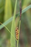 Carex melanostachya. Верхушка плодоносящего растения с отцветшим мужским колоском. Ростовская обл., Неклиновский р-н, окр. хут. Мержаново, песчано-каменистый берег. 31.05.2026.