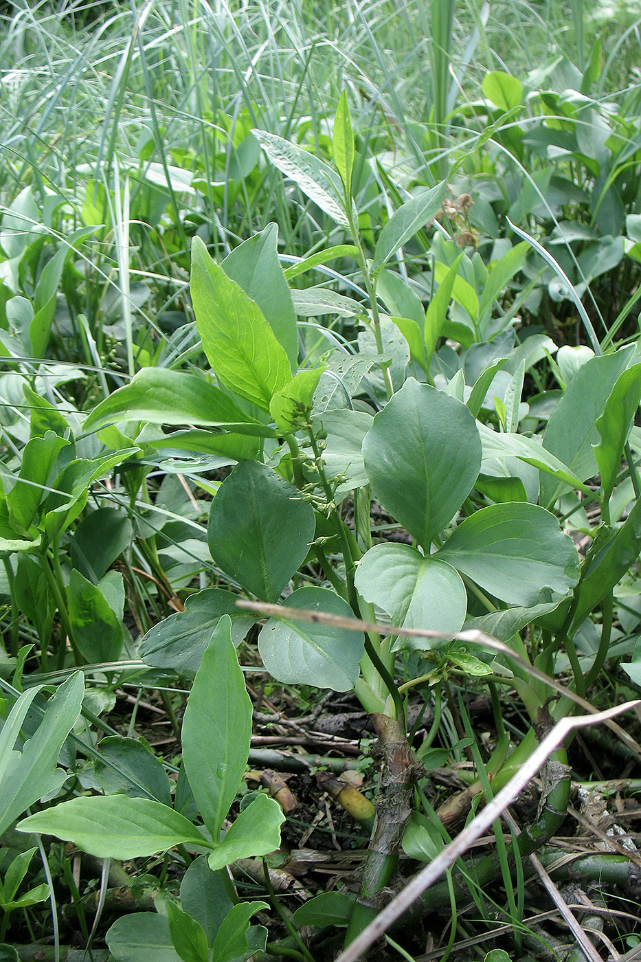 Изображение особи Menyanthes trifoliata.