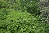 Sambucus ebulus. Верхушки растений с развивающимися соцветиями. Турция, ил Артвин, р-н Шавшат, у крепости Шавшат, берег р. в 20 м от воды. 11 июня 2026 г.