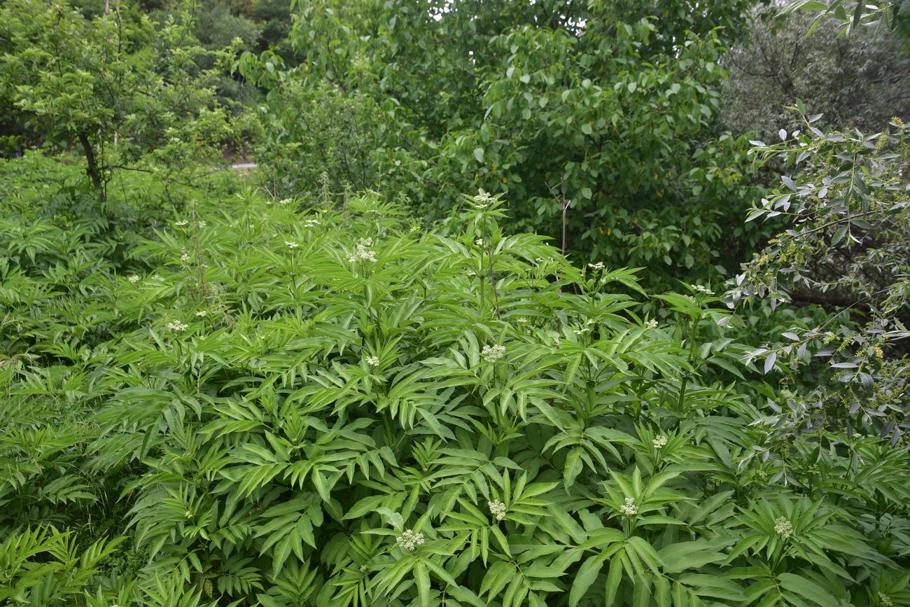 Изображение особи Sambucus ebulus.
